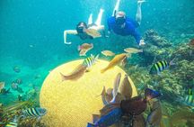Punta Cana Private Cruise Up To 10 Snorkeling & Seafood lunch 
