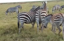 3 Days Safari Taita Hills-Saltlick lodge + Amboseli park