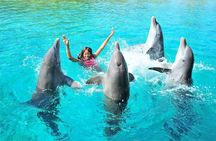 Dolphin House: Swim with Dolphins in Hurghada 