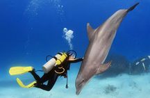 Dolphin House: Swim with Dolphins in Hurghada 