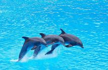 Dolphin House: Swim with Dolphins in Hurghada 