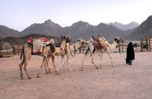 Shared Tour in Hurghada with Quad Bike, Camel Ride and Dinner 