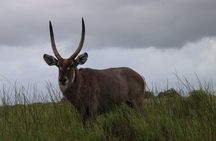 iSimangaliso Family Safari - Good Morning / Good Afternoon Safari