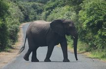 iSimangaliso Family Safari - Good Morning / Good Afternoon Safari