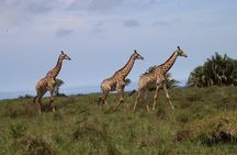 iSimangaliso Family Safari - Good Morning / Good Afternoon Safari
