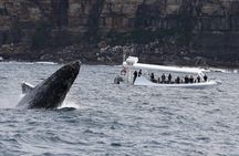 Sydney Whale-Watching Experience