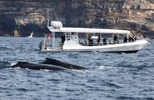 Sydney Whale-Watching Experience
