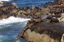 Full Day Cape Peninsula Tour