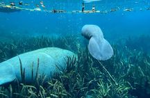 Glass Bottom Kayak Tours of Silver Springs