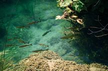 From Split: Krka Waterfalls, Food & Wine Tasting Tour