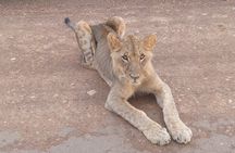 Private Nairobi Day Tour. NN Park, Giraffe Center, Bomas of Kenya