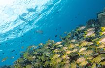 Snorkel Tour at Musa and Manchones Reef