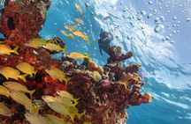 Snorkel Tour at Musa and Manchones Reef