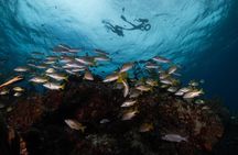Snorkel Tour at Musa and Manchones Reef