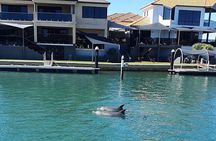 1 Hour Deluxe Scenic Dolphin Cruise