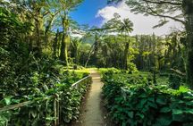 Easy Private Hike in Honolulu (Choose 1 of 2 trails) 2-4hrs 