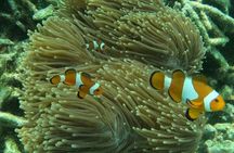 Tioman Coral Island Snorkeling & Island Hopping Tour