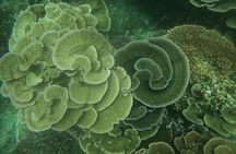 Tioman Coral Island Snorkeling & Island Hopping Tour