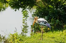 Udawalawe National Park and Elephant Transit Home From Galle