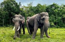 Kulen Elephant Forest & Tonlesap Lake
