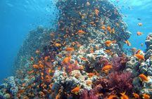Private Scuba Diving Adventure in the Red Sea of Aqaba