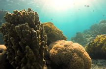 Private Scuba Diving Adventure in the Red Sea of Aqaba