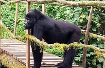5 Days Uganda Primate And Gorilla Trekking Luxury Safari