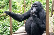 5 Days Uganda Primate And Gorilla Trekking Luxury Safari