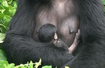 5 Days Uganda Primate And Gorilla Trekking Luxury Safari
