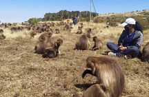6 Days Trekking Simien Mountains Ras Dashen