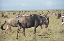2 Days Tour From Zanzibar to Nyerere National Park (Selous GR)