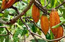Half-day 3-Course Cocoa Lunch Tour in Trinidad