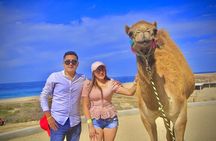 Discover Cabo San Lucas by camel ride