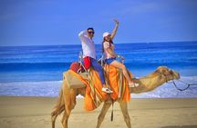 Discover Cabo San Lucas by camel ride