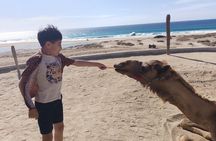 Discover Cabo San Lucas by camel ride