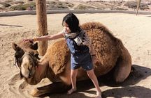 Discover Cabo San Lucas by camel ride