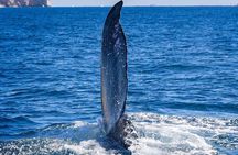 Whale Watching on a Glass Bottom Boat