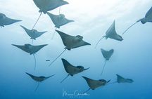 2 Dives in the morning for certified divers in Bora Bora