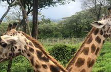 Private Nairobi Day tour to Giraffe Center and Karen Blixen