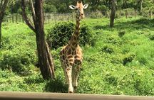 Private Nairobi Day tour to Giraffe Center and Karen Blixen