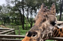Private Nairobi Day tour to Giraffe Center and Karen Blixen