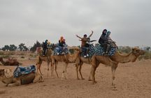 Agadir Camel Ride Experience 