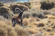 4 Day Trekking Simien Mountains 