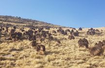 13 Days Gondar,Simien Mountains ,Lalibela and Omo Valley Tours