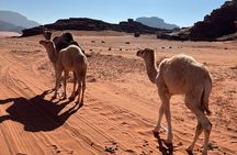 Private 1 Day Wadi Rum Desert Tour