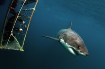 Shark Explorers