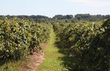Guided Wine Tour through the Niagara Wine Trail