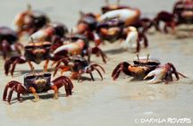 Private Dune and Secret Spot Tour in Dakhla