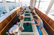 Glass boat tour Fažana with swimming stop