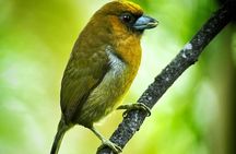 Full Day Tour Corcovado National Park.